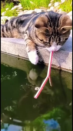 ¡Truco de pajita del gato lleva a un pez! El juego del gato con la pajita se convierte en una captura sorprendente. #fblifestyle #AI Generated using Kling AI . . . (Sólo con fines de entretenimiento. Consulte a profesionales si se presentan orientaciones sobre actividades. Si se muestra alguna marca, no implica ninguna afiliación. Si se inspiran en hechos reales, pueden incluirse adaptaciones creativas. El contenido puede incluir imágenes públicas.) | Amo a los animales