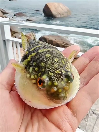 CE POISSON SE GONFLE COMME UN BALLON ! 🎈🐡🎵 Description : Vous saviez comment le poisson-globe se défend ? Regardez le résultat, c'est trop mignon (mais piquant !) 🐡🎶 #poisson #poissonglobe #pufferfish #ocean #animauxmignons
