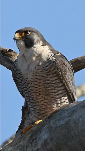 Peregrine Falcon Calls