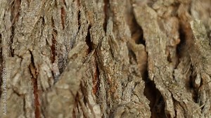 Texture of tree trunk in the forest. Close up of texture of an old oak tree bark