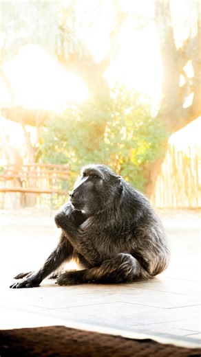 Lara Cronje | Liewe ou Cindytjie. Die laaste paar maande het jy gesukkel. Maar jy was altyd reg vir ń happie, vir ń koppie krap en vir handjie vashou. Jy... | Instagram