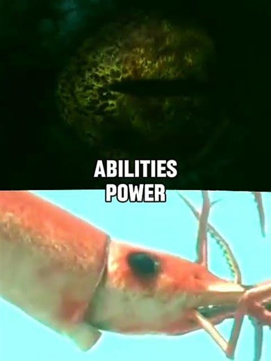 Kraken vs Colossal Squid