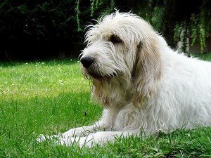 Briquet Griffon Vendéen - Alchetron, the free social encyclopedia