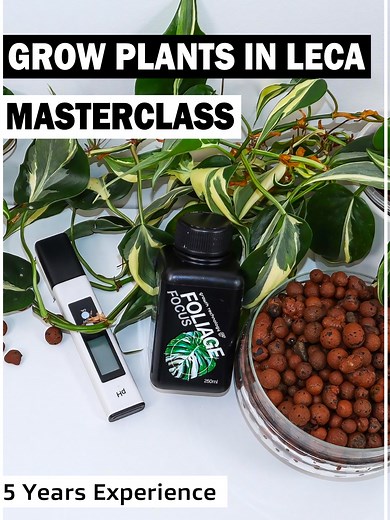 Get 5 years of LECA growing expertise in 1 hour and 25 minutes! That's right, everything you need to know about growing thriving indoor plants with LECA clay balls, condensed into one video. Learn from someone 100% dedicated to using leca. Potting mix is NEVER an option for me. Find the full video #leca #leca101 #lecatutorial #howtouseleca #lecaqueen #