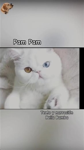 Pam Pam #animales #bellabamba #historiasdeanimales #catlover #gato
