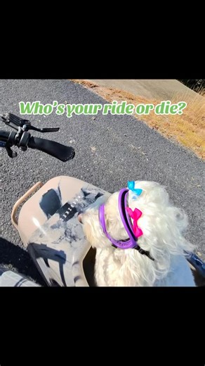 #doodle #dogsofinstagram #modbike #hillcountrystrong #dreams | Cindy Martin