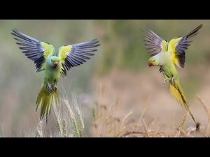 Call of Rose ringed parakeet | Ringneck Parrot Natural Sounds | Parakeet call | Parrot Bird | Tiya |