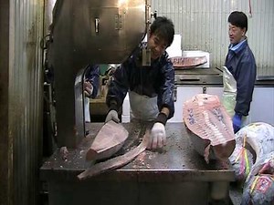 Tsukiji fish market, tokyo - bandsaw cutting of Tuna from morning auction