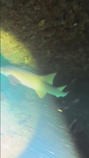 Reef Shark Swimming Right past Me #Sharks #Diving