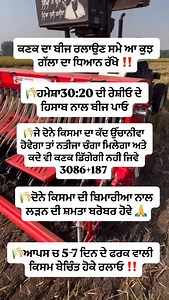 #seed #wheat #breeding #up #garden #grain #weight #high #nutrition #protein #fat #height #instadaily #reels | Agri Farming