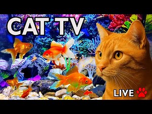 🔴 LIVE Cat TV fish 🐟 | Relaxing Aquarium for Cats to Watch (4K HDR, No Music)