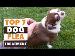7 Best Flea Treatments for Dogs: Effective Solutions for Your Pet