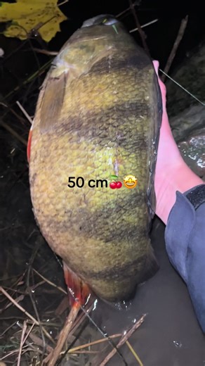 Catching a Personal Best Perch: My 50 cm Success!