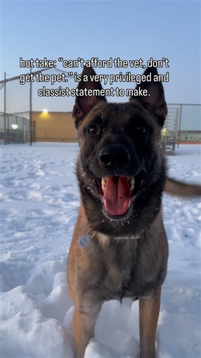 Jäger (YAY-ger) | it goes without saying that pets are expensive, but there is so much more to owning a pet that money is not the only factor in end-of-life... | Instagram