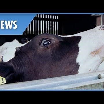New case of mad cow disease discovered at British beef farm