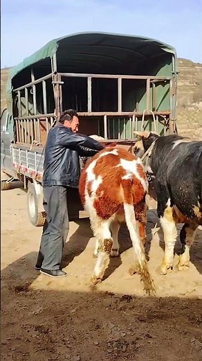 Daily life diary of a rural cattle farmer #585