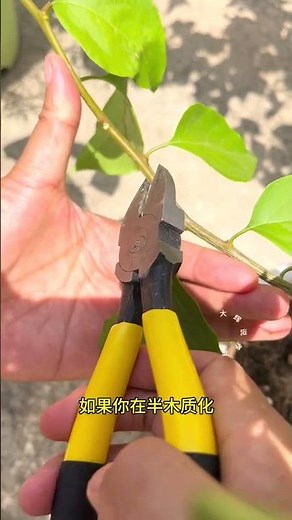 Top Bougainvillea Pruning Tips for Maximum Blooms