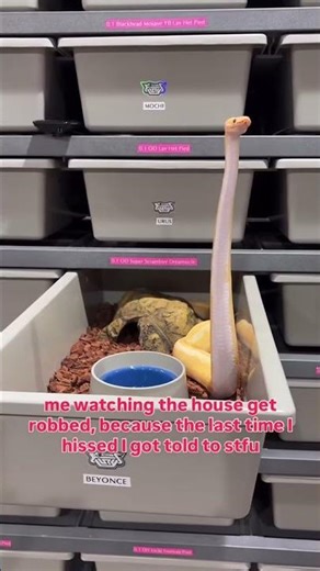 My Ball Python Got Her Revenge🤣🐍