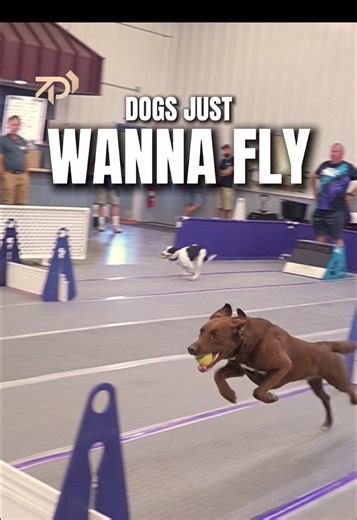 Happiest Dog in the World Loves to Fly!