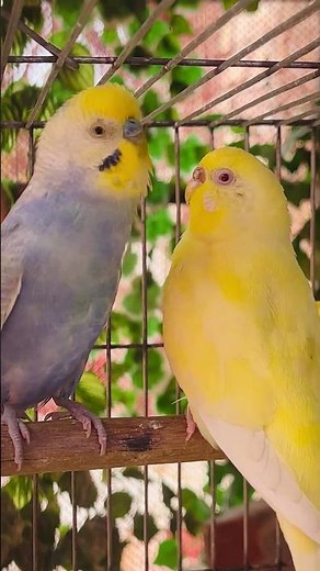 Budgie Sounds | Comforting Chirps for Your Sad Budgies and Parakeets