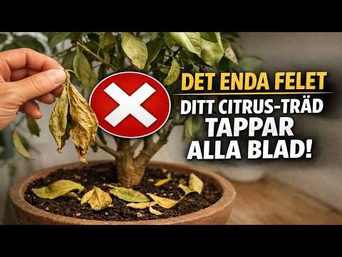 AVSLÖJAT: Det ENDA skälet till att dina citrusträd tappar bladen (och lösningen alla missar)