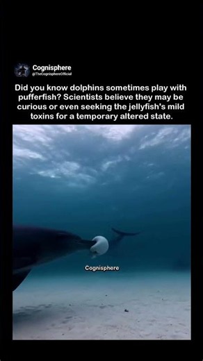 The Weirdest Dolphin Behavior Ever Filmed