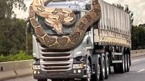 Giant Python Snake attack Car | Most Amazing Animals Videos - Caught On Camera | Animal Life Is Awesome