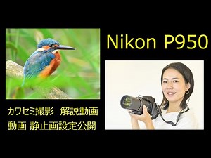Nikon P950 Kingfisher Photography Stills Video Settings Revealed