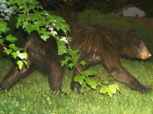 Virginia's Top 5: Our Most Popular Facebook Stories This Week