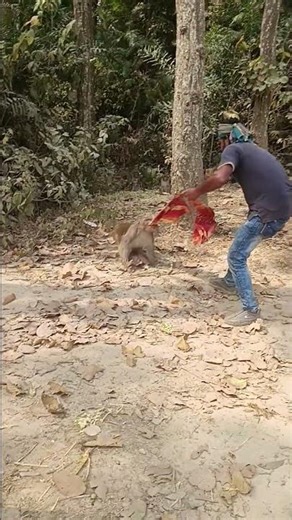 What did the monkey pull my clothes? #monkey #monkeychallenge #funnymonkey