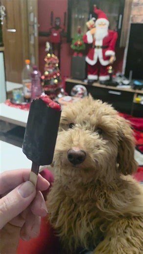 ,,Ronny" is hungry:)..Cockapoo 8 Months