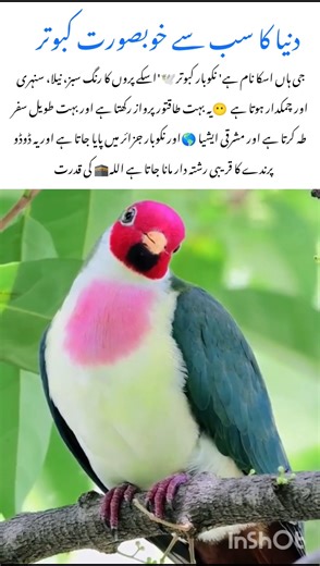 World's Most Beautiful Pigeon 🕊 #pigeonlover #naturefacts #nature #wildlife #animalfacts #shorts