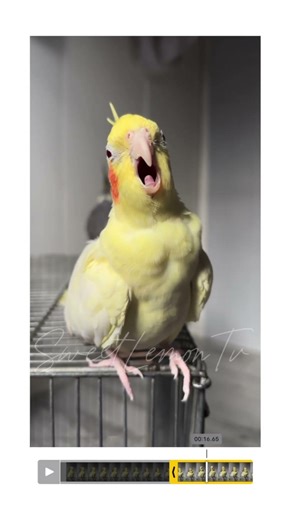 Opera birb
