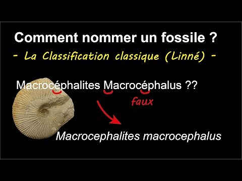 The (classic) classification of fossils (and living beings) by Mrs Ruault-Djerrab.