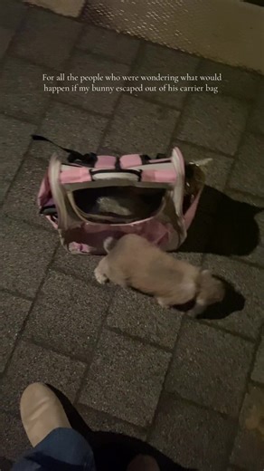 This carrier bag doesn’t close fully since he bit the zipper. But he would never run away from me 🐰#freeroambunny #konijntje #bunny #konijn #attachmentissues