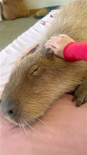 Do not disturb. Currently melting. #capybara #capybaracafe #cappiness #shinjuku #animalcafe