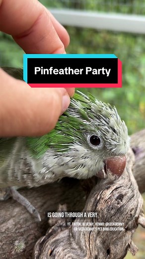 This is truly a plethora of pinfeathers 😳 #featherpreening #rescueparrot #petbirds