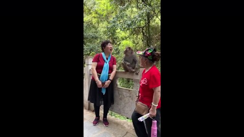 Monkey rips off woman's WIG on nature trail in China
