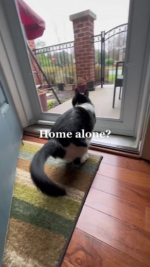 Senior Cat Meowing at 'Home Alone' Moment