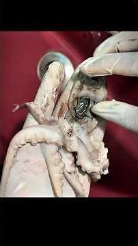 Chemical Weapon? 🦑 How This 500 Million Yr Old Defense Hacks Predator Brains#viral #science