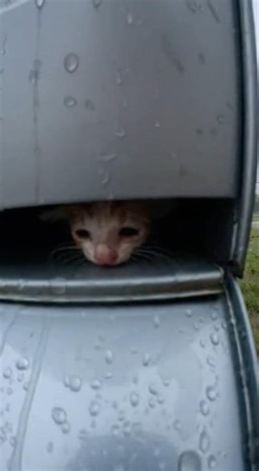 🧡 Mama Cat Scratches a Mailbox in the Rain — Her Kitten Was Inside! #catrescue #mamacat #cats