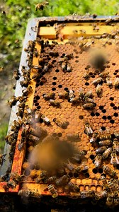 A brood frame full of capped brood ( summertime ) | Stanley’s bees
