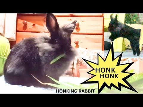 rabbit HONKS for his supper /noises rabbits make