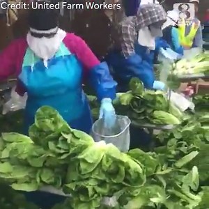 THANK YOU, FARM WORKERS 🙏🥦💜 Salinas farmworkers stay in the field during COVID-19 pandemic (Credit: UFW) https://bit.ly/2X322Vg | KSBW TV Action News 8