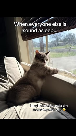 We can be sound asleep and it never fails, this cat is running around my house howling and chasing her little mouse toy. Whose idea was it to attach bells to that said you??!! 🙄 🤣 #catsoftiktok #catmomlife #catmoms #funnycat #cat