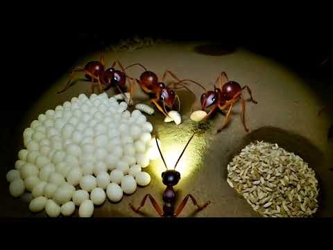 What Insects See Underground | Real Micro Camera POV