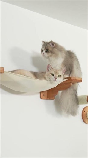 Petomg Medium Bedroom Cat Wall Set | Hammock, Bubble Perch, Ladder & Scratchers
