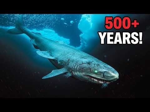 This Greenland Shark Was Born in the 1500s… And He’s Still Hunting!