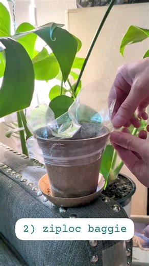 Different Humidity Domes for Starting your Houseplant Seeds! 💚🌱 #seedstarting #germinatingseeds