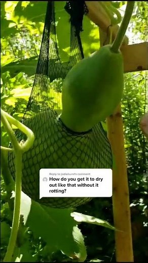How to dry a gourd without it rotting